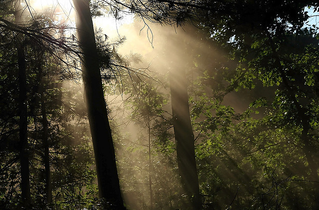 hope in a form of light through trees